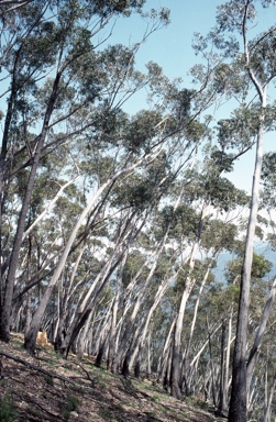 APII jpeg image of Eucalyptus stenostoma  © contact APII