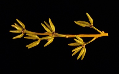 APII jpeg image of Eucalyptus subangusta subsp. pusilla  © contact APII