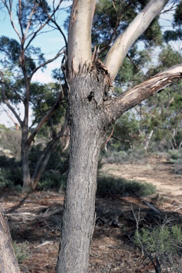 APII jpeg image of Eucalyptus moderata  © contact APII