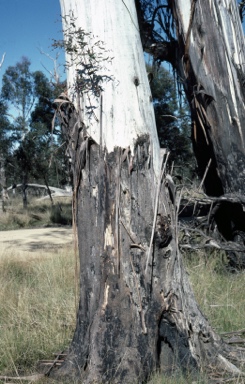 APII jpeg image of Eucalyptus viminalis  © contact APII