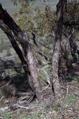 APII jpeg image of Eucalyptus viridis  © contact APII