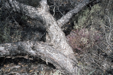 APII jpeg image of Eucalyptus yalatensis  © contact APII