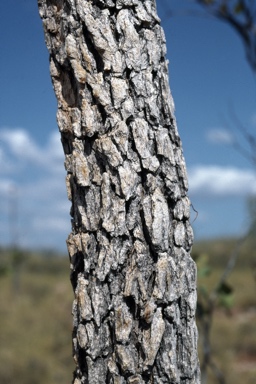 APII jpeg image of Corymbia abbreviata  © contact APII