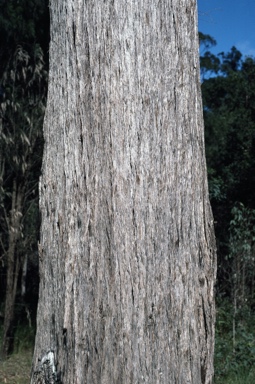 APII jpeg image of Eucalyptus acmenoides  © contact APII