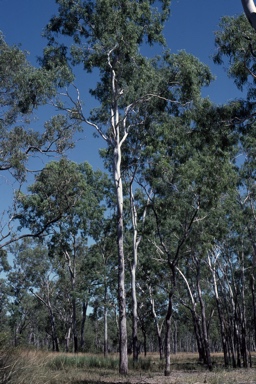 APII jpeg image of Eucalyptus acroleuca  © contact APII