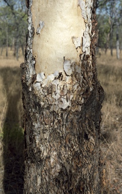 APII jpeg image of Eucalyptus chartaboma  © contact APII