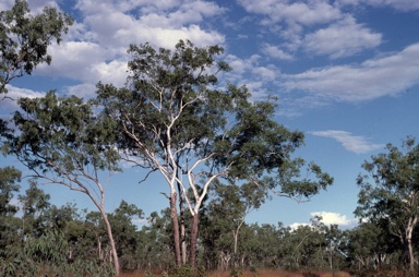 APII jpeg image of Eucalyptus miniata  © contact APII