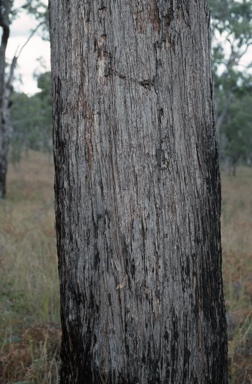 APII jpeg image of Eucalyptus erosa  © contact APII