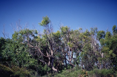 APII jpeg image of Angophora woodsiana  © contact APII