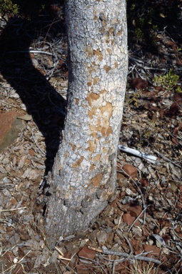 APII jpeg image of Corymbia hamersleyana  © contact APII