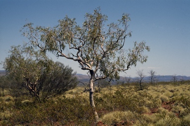 APII jpeg image of Corymbia hamersleyana  © contact APII