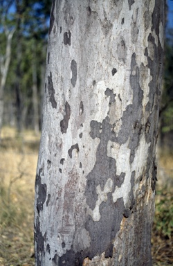 APII jpeg image of Corymbia henryi  © contact APII