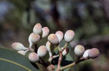 APII jpeg image of Corymbia plena  © contact APII