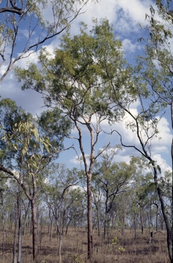 APII jpeg image of Corymbia stockeri subsp. peninsularis  © contact APII