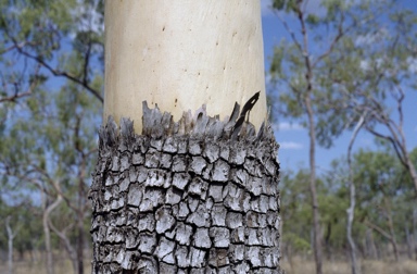 APII jpeg image of Corymbia tessellaris  © contact APII