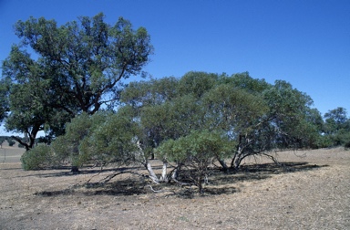 APII jpeg image of Eucalyptus annuliformis  © contact APII