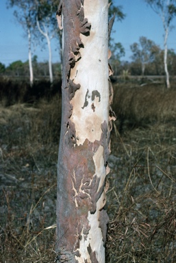 APII jpeg image of Eucalyptus alba var. australasica  © contact APII