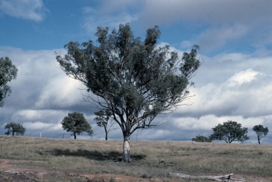 APII jpeg image of Eucalyptus albens  © contact APII