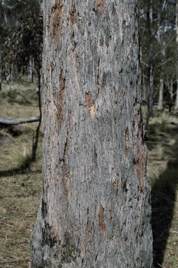 APII jpeg image of Eucalyptus andrewsii  © contact APII