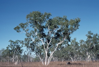 APII jpeg image of Eucalyptus apodophylla  © contact APII