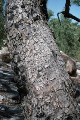 APII jpeg image of Corymbia arenaria  © contact APII