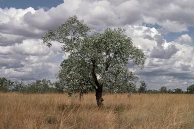 APII jpeg image of Eucalyptus argillacea  © contact APII