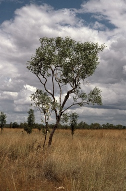 APII jpeg image of Eucalyptus argillacea  © contact APII