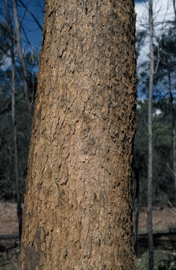 APII jpeg image of Corymbia aureola  © contact APII