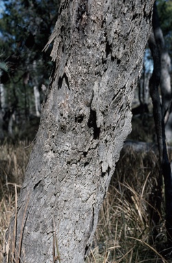 APII jpeg image of Eucalyptus baueriana  © contact APII