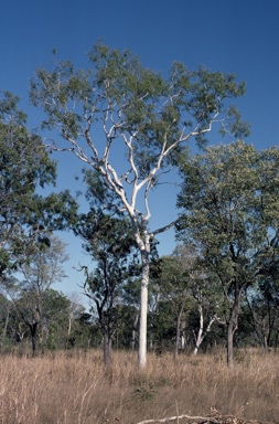 APII jpeg image of Corymbia bella  © contact APII