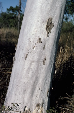 APII jpeg image of Corymbia bella  © contact APII