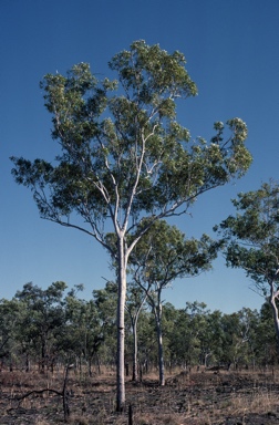 APII jpeg image of Corymbia bleeseri  © contact APII