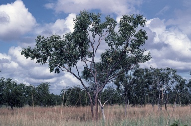 APII jpeg image of Corymbia byrnesii  © contact APII