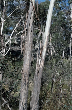 APII jpeg image of Eucalyptus camphora subsp. camphora  © contact APII