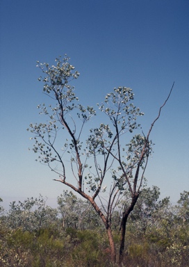 APII jpeg image of Eucalyptus ceracea  © contact APII