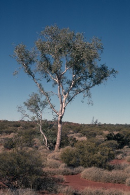 APII jpeg image of Corymbia chippendalei  © contact APII