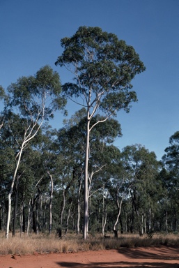 APII jpeg image of Corymbia citriodora  © contact APII