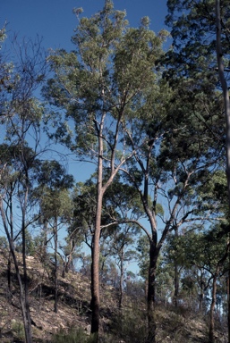 APII jpeg image of Eucalyptus cloeziana  © contact APII