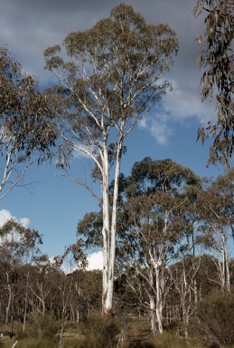 APII jpeg image of Eucalyptus dalrympleana  © contact APII