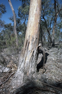 APII jpeg image of Eucalyptus dealbata  © contact APII