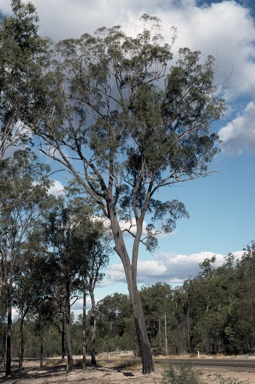 APII jpeg image of Eucalyptus decorticans  © contact APII