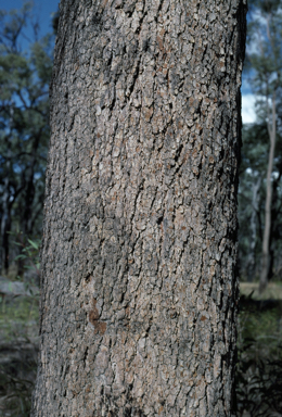 APII jpeg image of Corymbia dolichocarpa  © contact APII