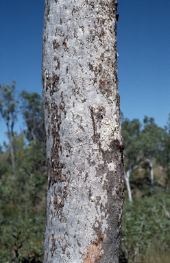 APII jpeg image of Corymbia drysdalensis  © contact APII