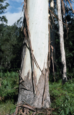 APII jpeg image of Eucalyptus dunnii  © contact APII