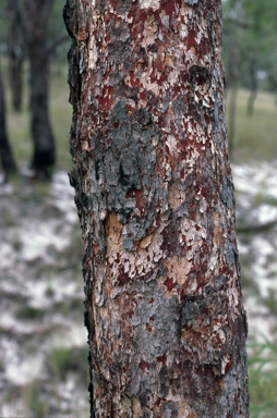 APII jpeg image of Corymbia ellipsoidea  © contact APII