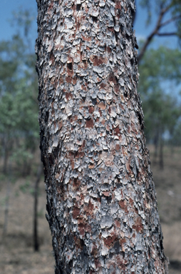 APII jpeg image of Corymbia erythrophloia  © contact APII