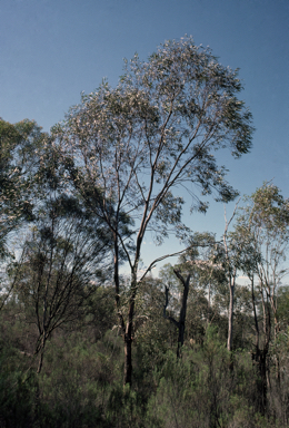 APII jpeg image of Eucalyptus exserta  © contact APII