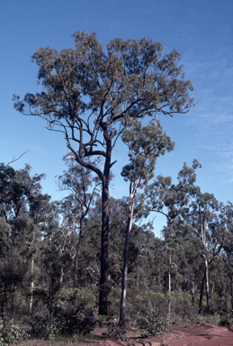 APII jpeg image of Eucalyptus fibrosa subsp. fibrosa  © contact APII