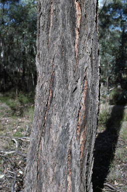 APII jpeg image of Eucalyptus fibrosa subsp. nubila  © contact APII