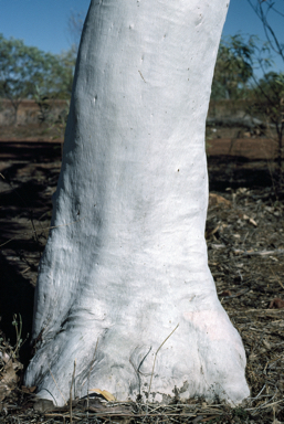 APII jpeg image of Corymbia flavescens  © contact APII